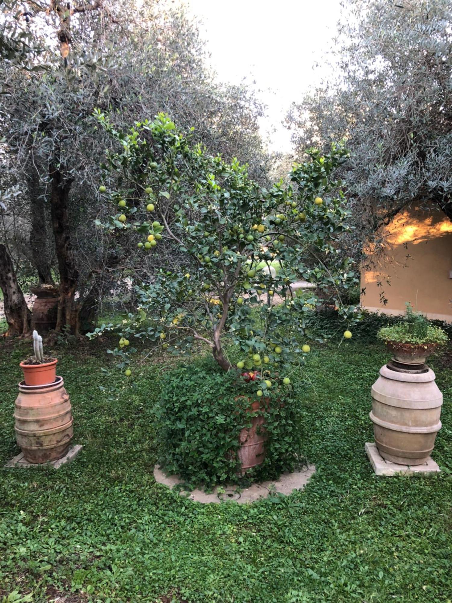 Agriturismo La Canonica Manciano Exterior photo